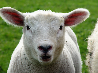 Image showing lamb - oh!