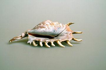 Image showing Shell