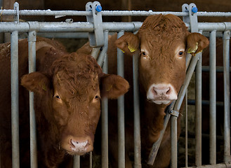 Image showing Cows