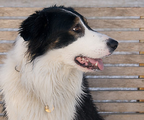 Image showing Border Collie