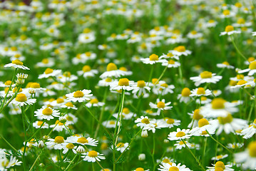 Image showing Chamomile