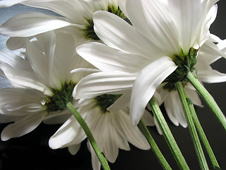 Image showing White daisies