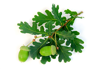 Image showing Acorns oak branch