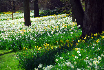 Image showing Blooming field