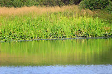 Image showing thicket on the pond