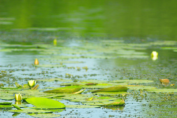 Image showing white flower of Nymphaea alba