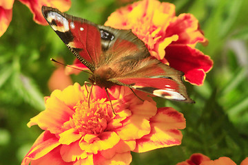 Image showing peacock eye on the marigolds