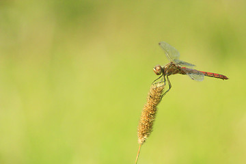 Image showing macro of dragonfly