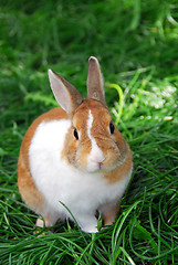 Image showing Bunny rabbit