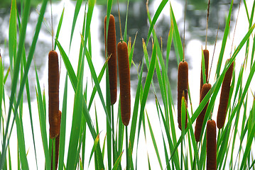 Image showing Cattails