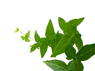 Image showing Ivy on white background 1