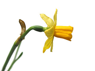 Image showing Daffodil on white