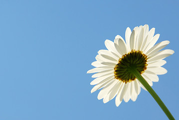 Image showing Daisy on blue