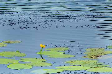 Image showing white flowers of Nuphar lutea