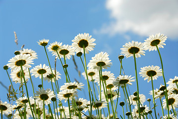 Image showing Daises with blue sky