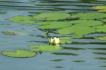 Image showing white flower of Nymphaea alba