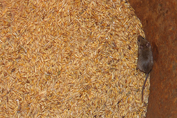 Image showing mouse on the wheat in the pantry