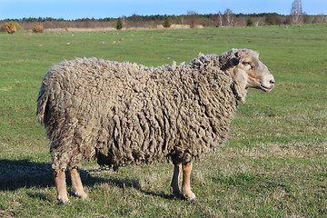 Image showing sheep standing on the grass