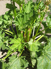 Image showing big bush of rhubarb