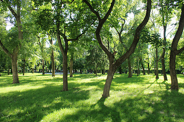 Image showing Beautiful park with many green trees