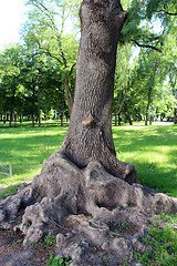 Image showing Beautiful and unique tree in the park