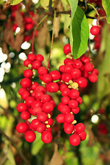 Image showing branch of red ripe schisandra 