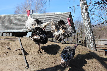 Image showing flight of turkeys in the village