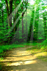 Image showing Sunny forest