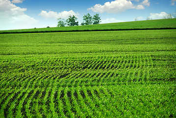 Image showing Green farm field