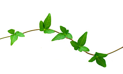 Image showing Green ivy on white