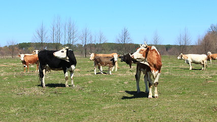 Image showing cows on the farm pasture