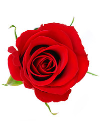 Image showing Red rose