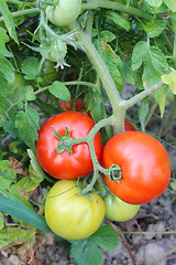Image showing red tomatoes in the bush