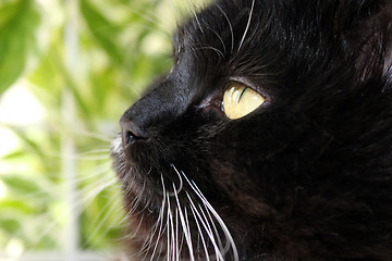 Image showing gaze cat