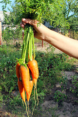 Image showing bunch of carrots in the hand