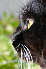 Image showing gaze cat