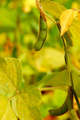 Image showing Soybeans