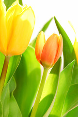 Image showing Tulips