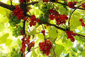 Image showing red ripe schisandra 