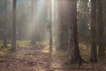 Image showing Autumnal misty morning in the forest