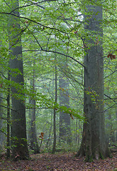 Image showing Old oaks in autumnal misty forest