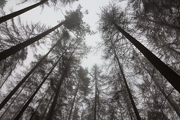 Image showing Dead trees of coniferous stand in mist