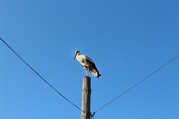 Image showing stork standing on the telegraph-pole