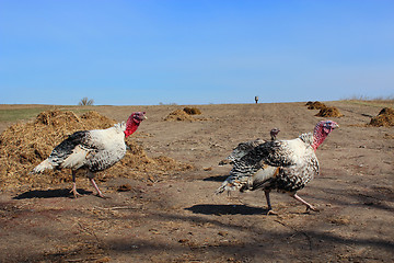 Image showing flight of turkeys in the country field