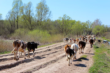 Image showing cows coming back from pasture