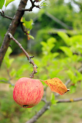 Image showing ripe apple on the branch