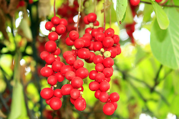 Image showing branch of red ripe schisandra 