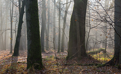 Image showing Autumnal morning in the forest with mist and old trees