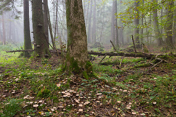 Image showing Large broken tree lying in misty forest