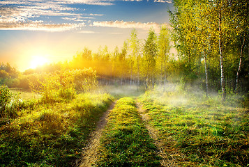 Image showing Fog in birch grove